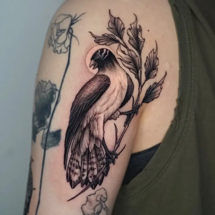 Animal, Nature