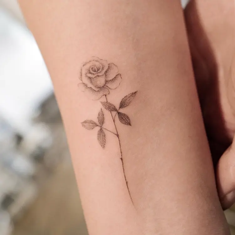 Flower, Rose