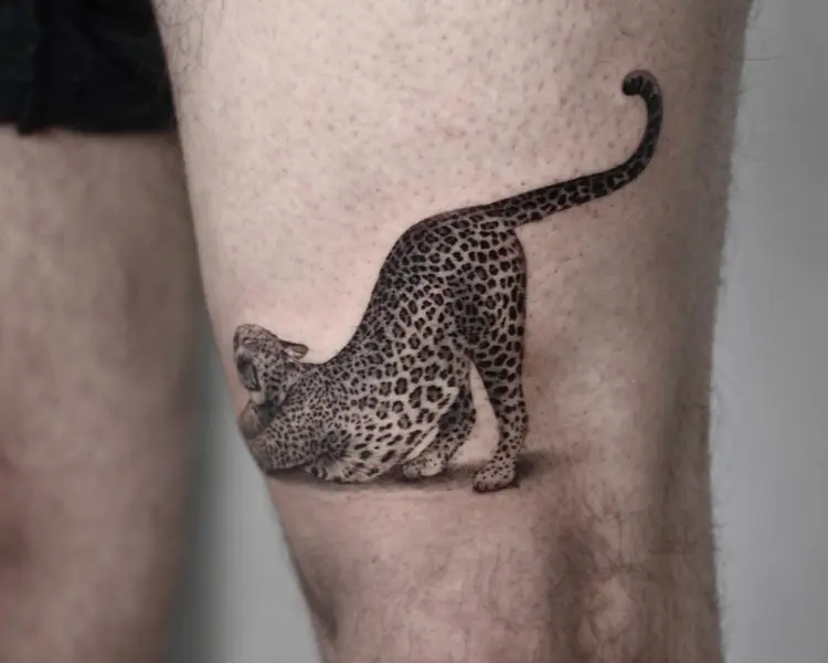 Animal