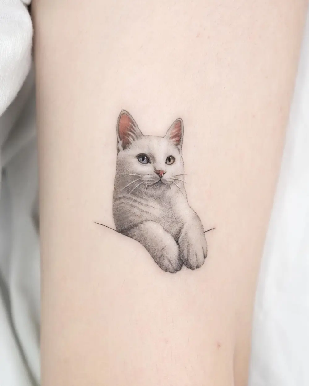 Animal