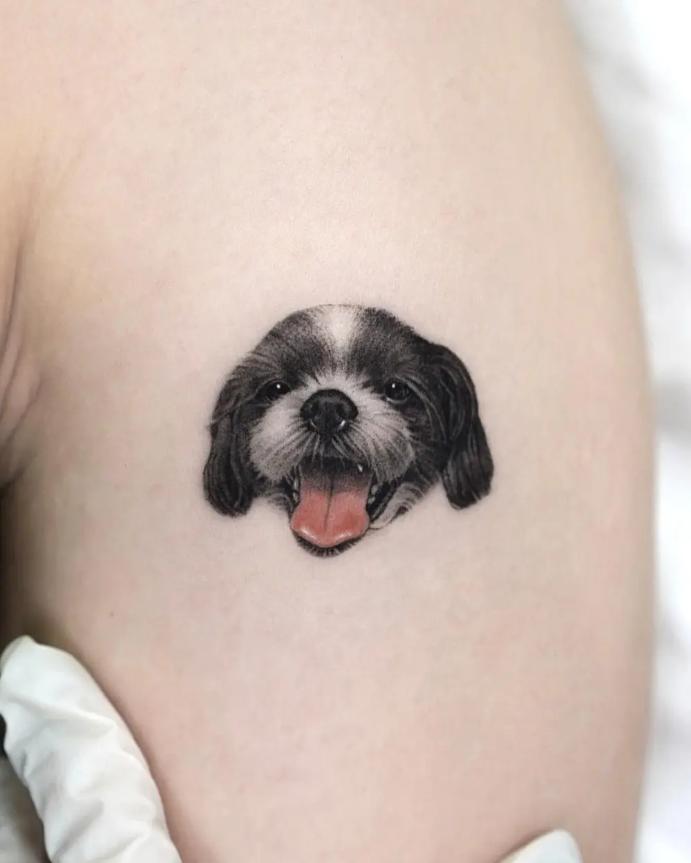 Animal