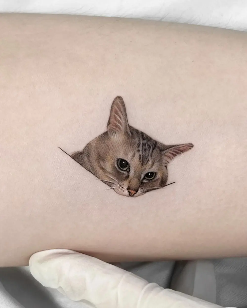 Animal