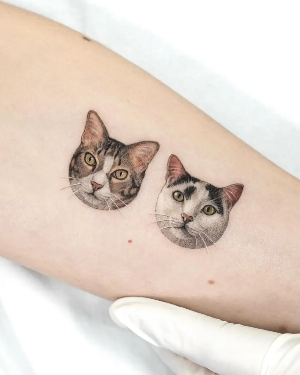Animal