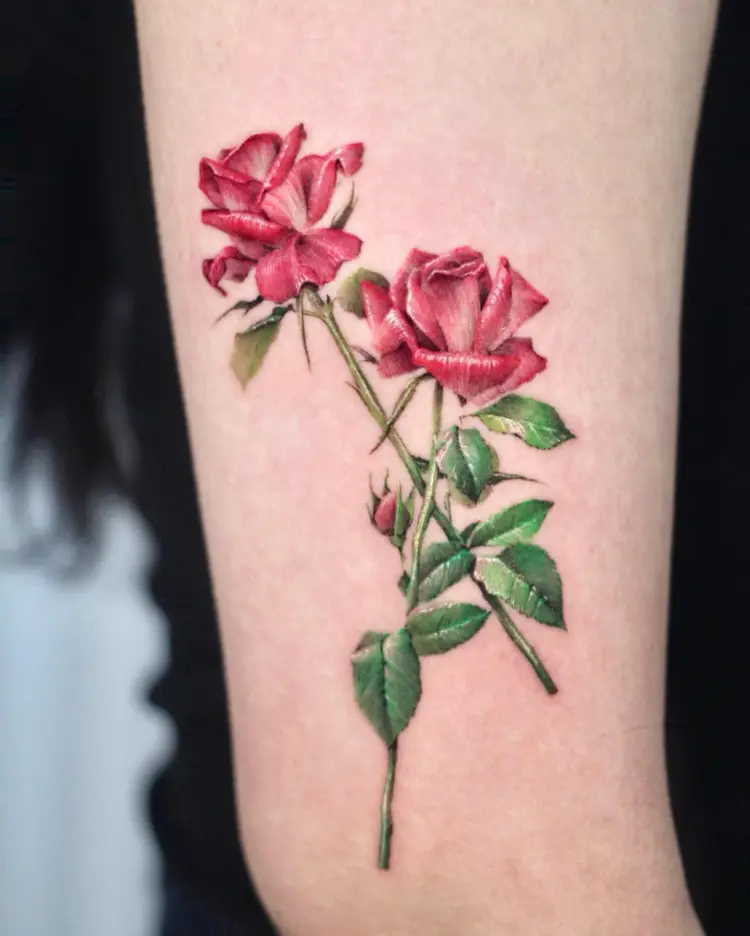 Flower, Rose, Nature