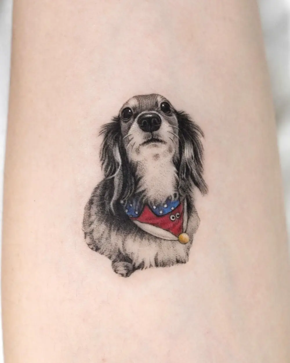 Animal