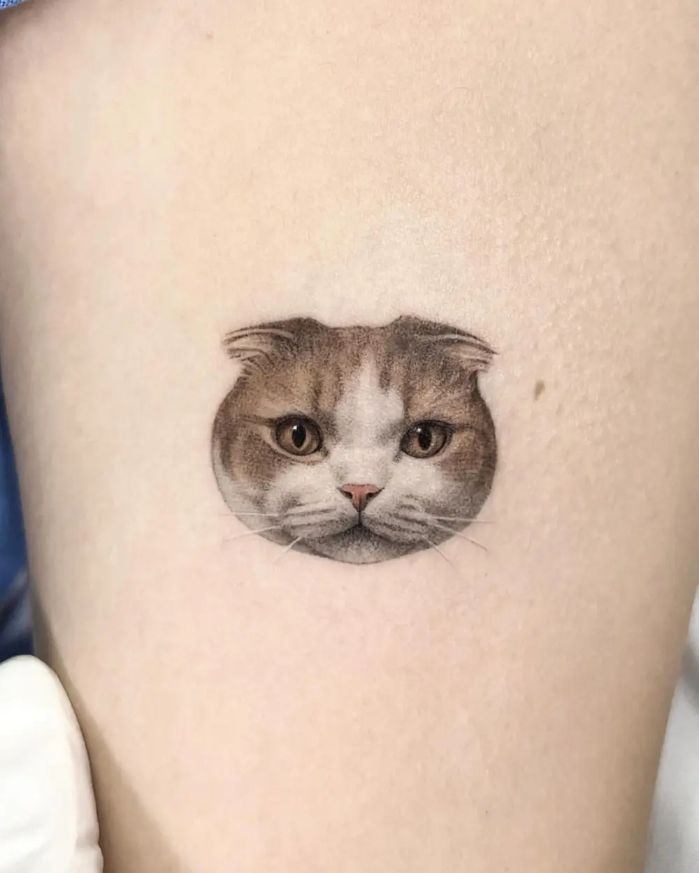 Animal