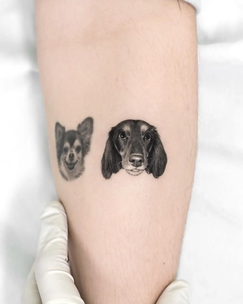 Animal