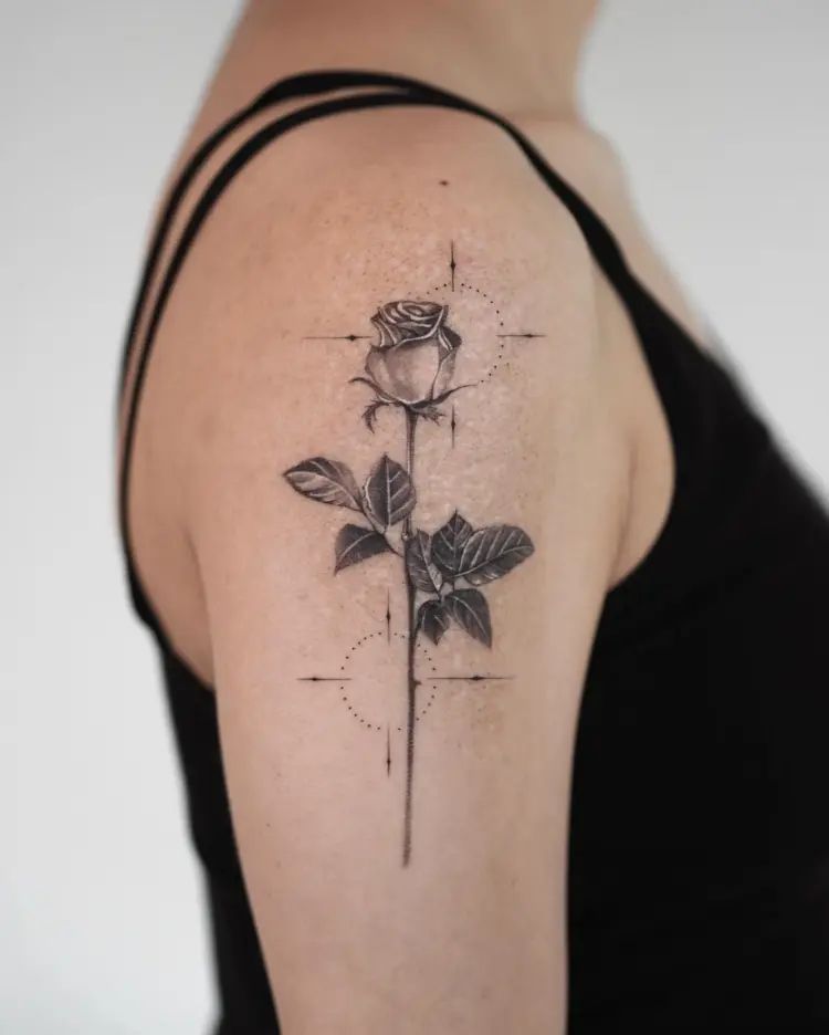 Flower, Rose, Nature