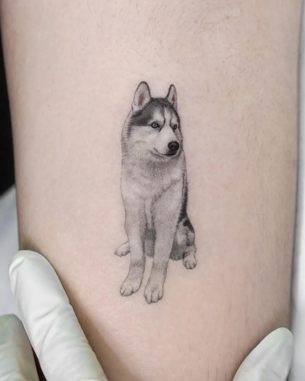 Animal