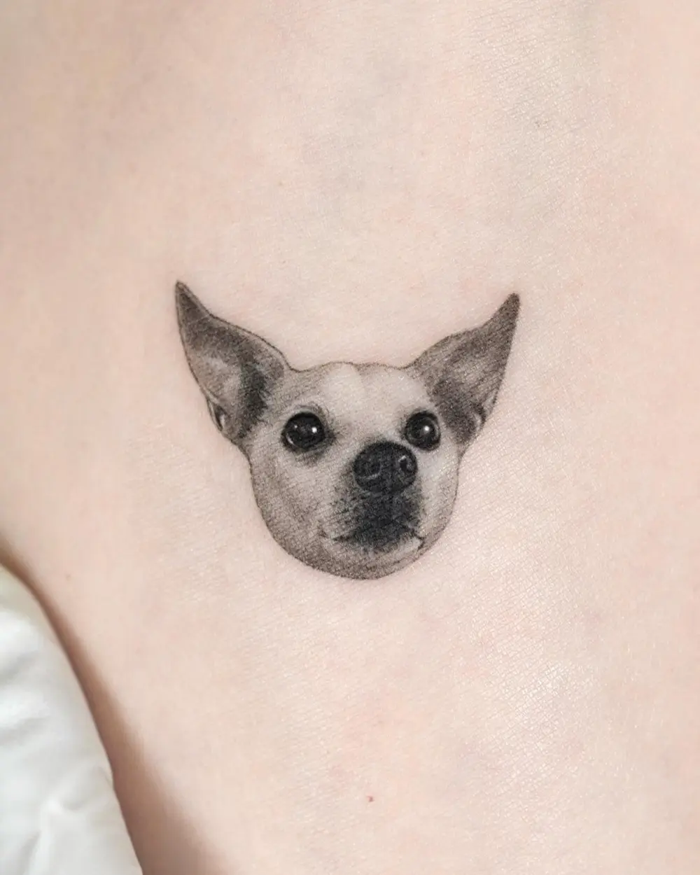 Animal