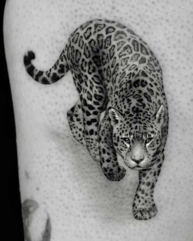 Animal, Tiger