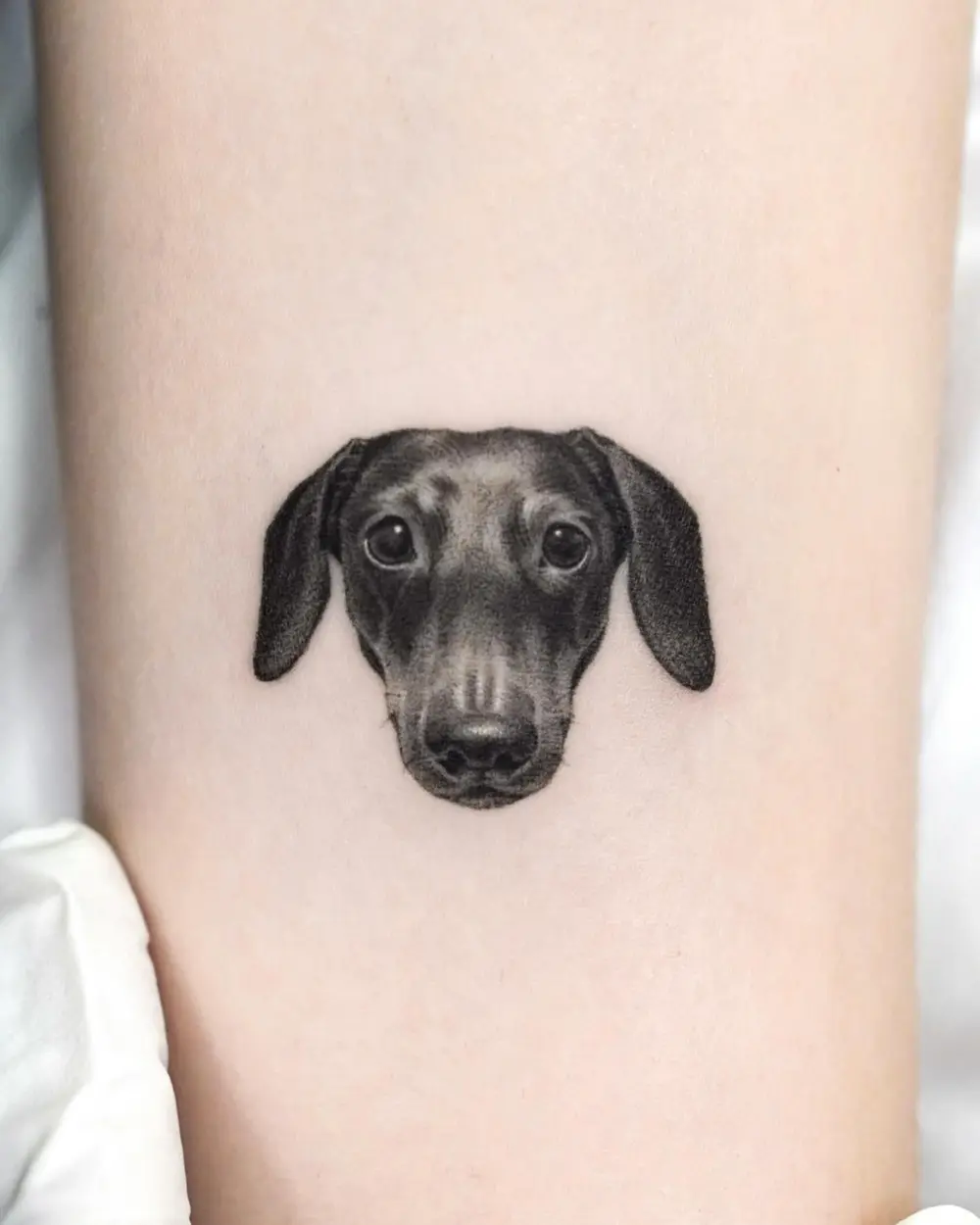 Animal