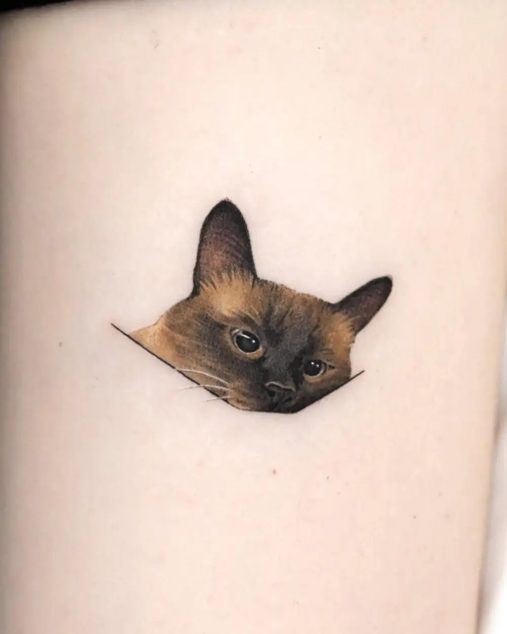 Animal