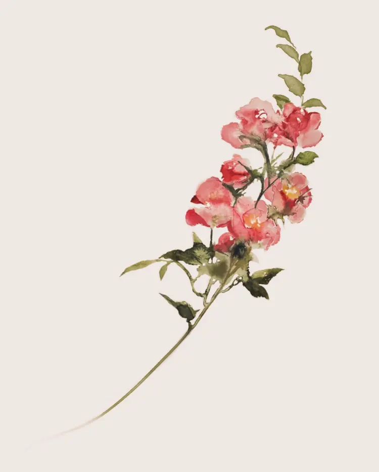Flower, Rose
