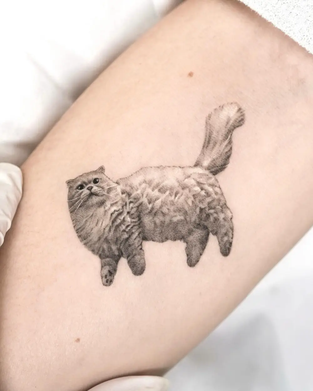 Animal