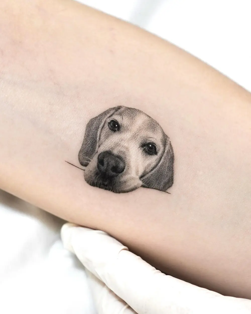 Animal