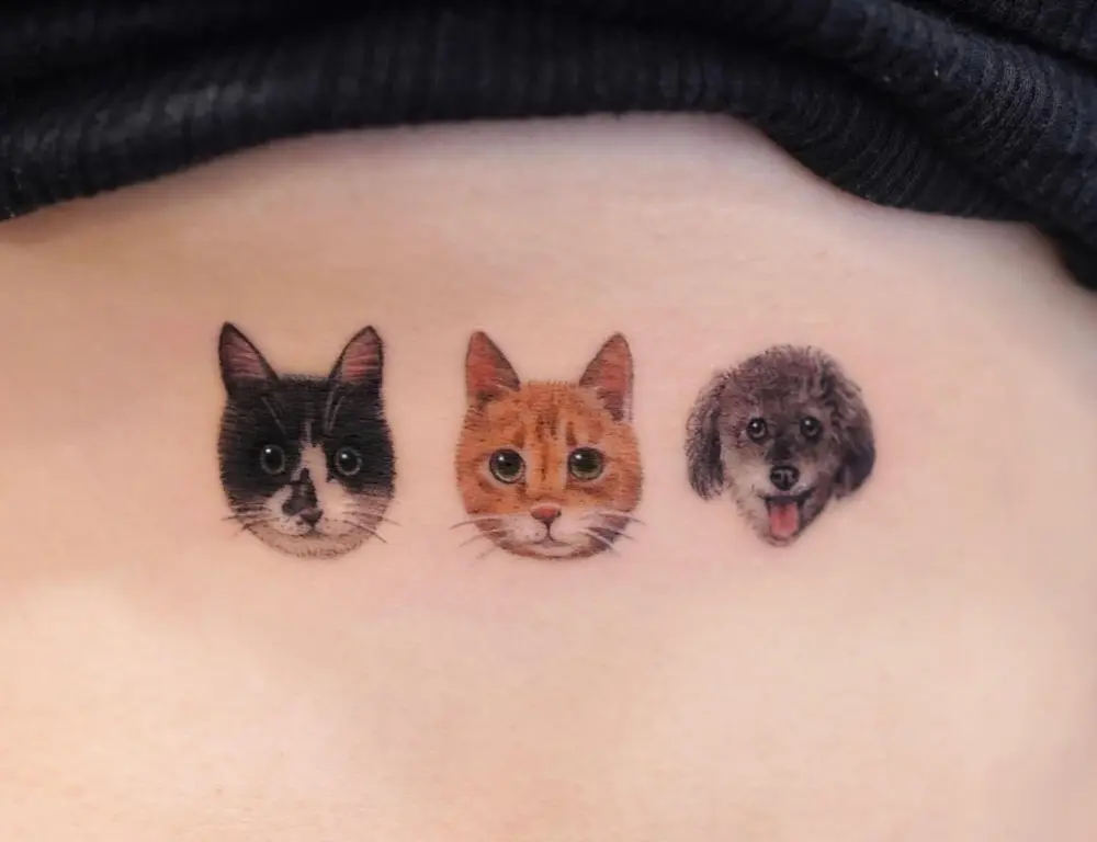 Animal