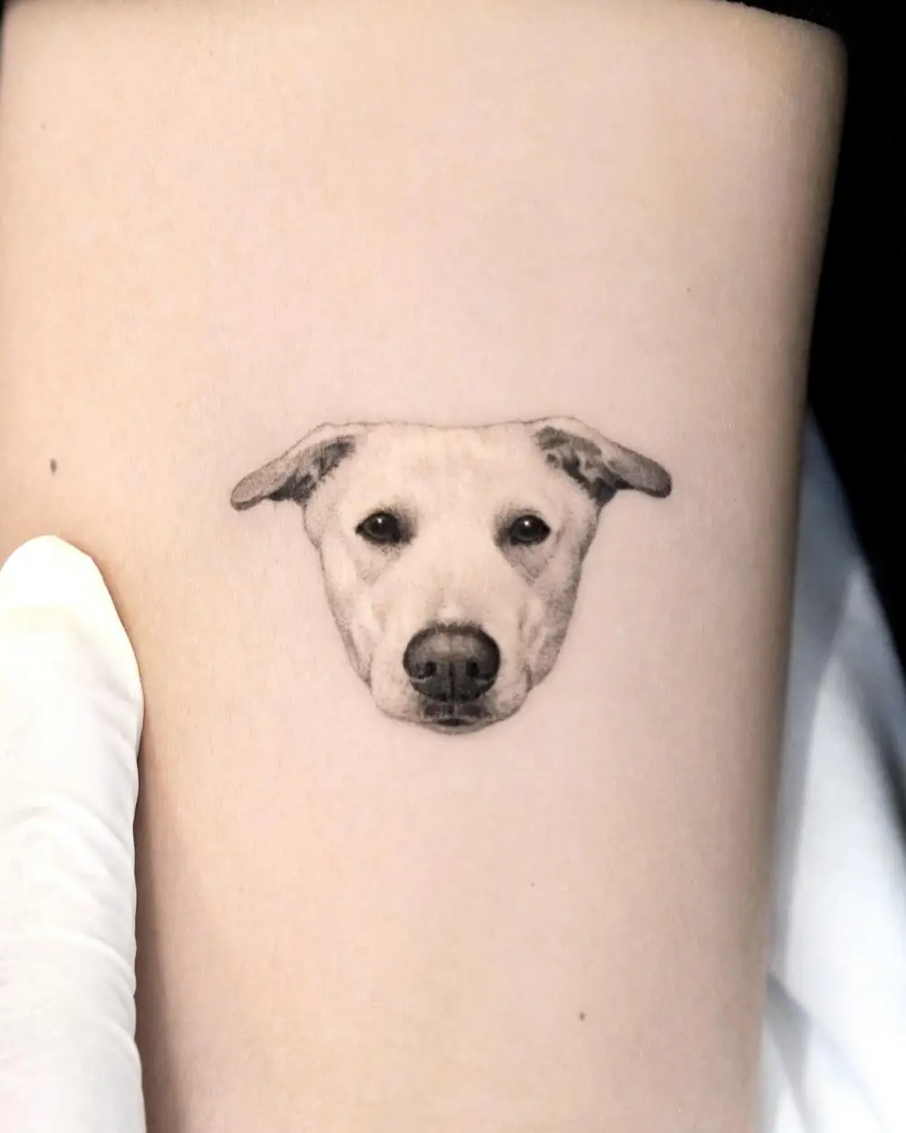 Animal
