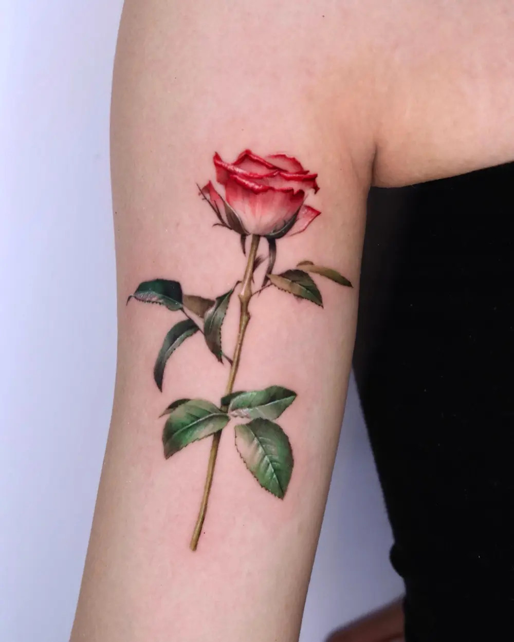 Flower, Rose, Nature