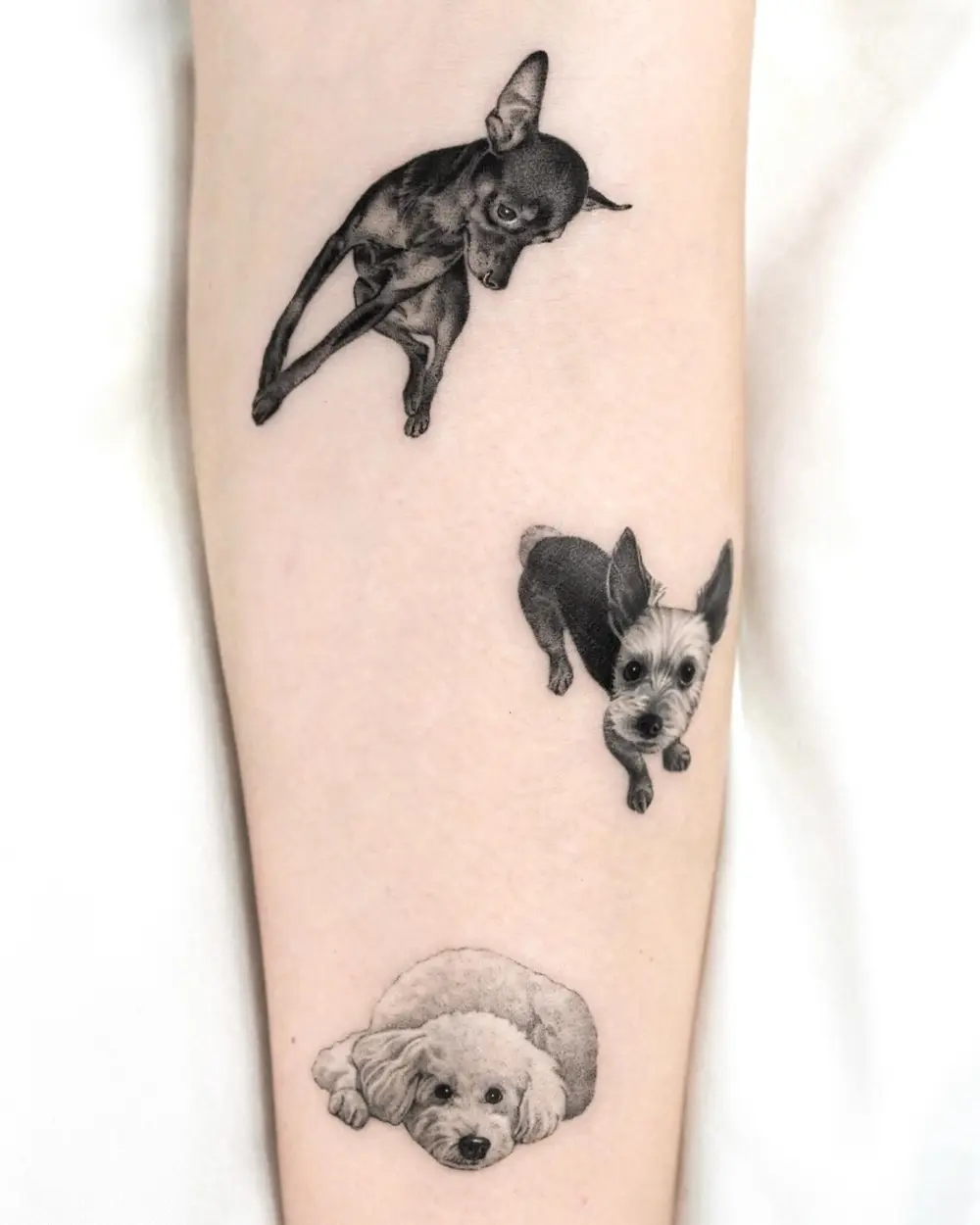 Animal