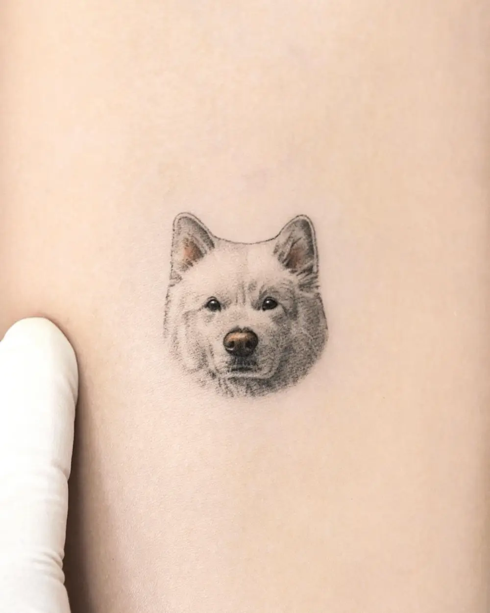 Animal