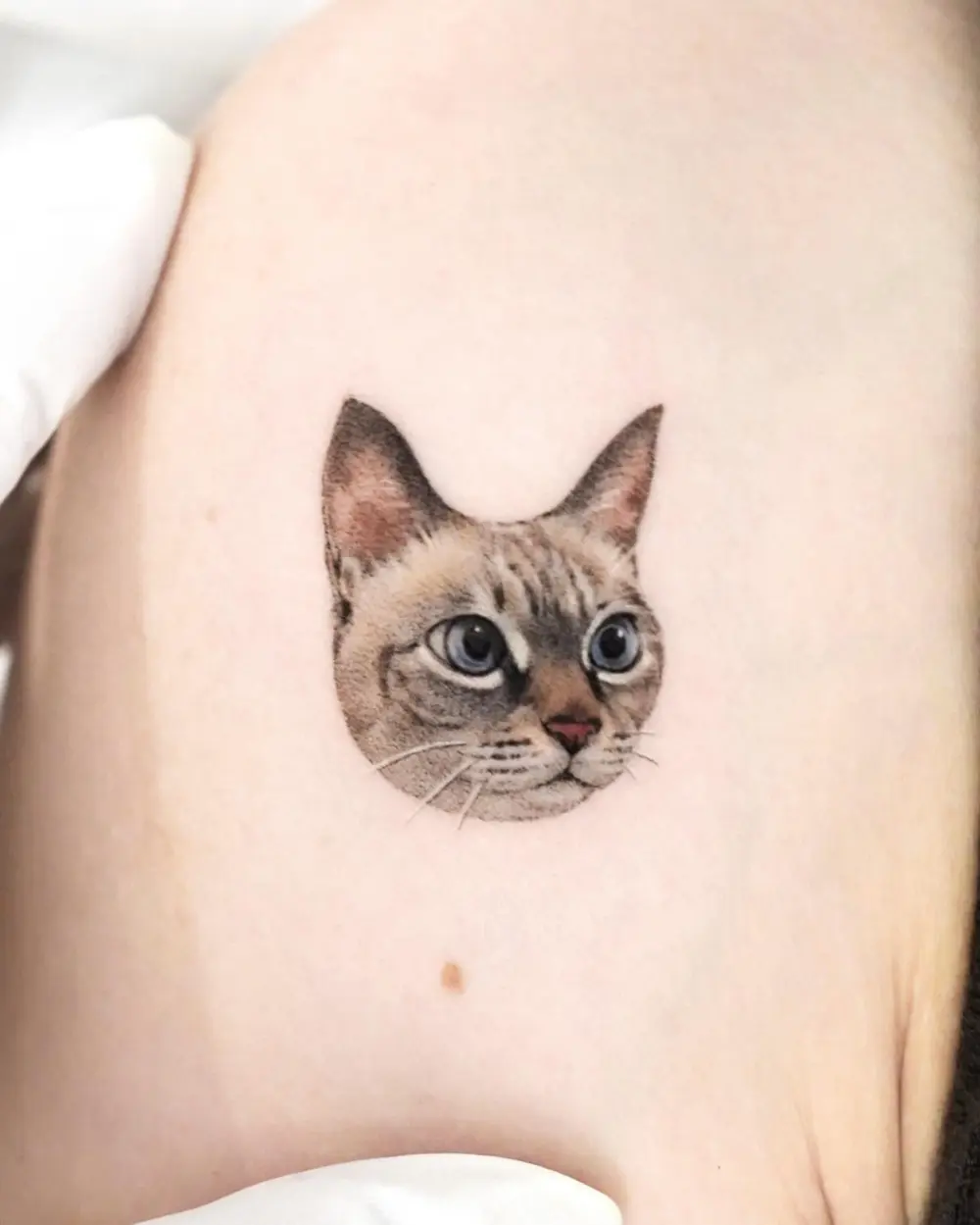 Animal