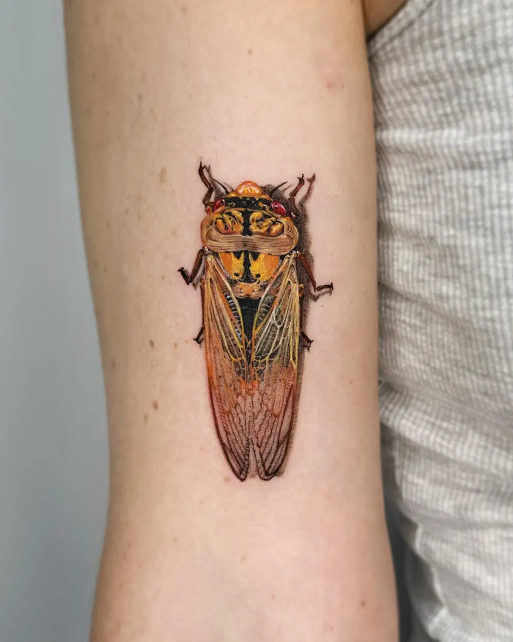 Animal, 매미