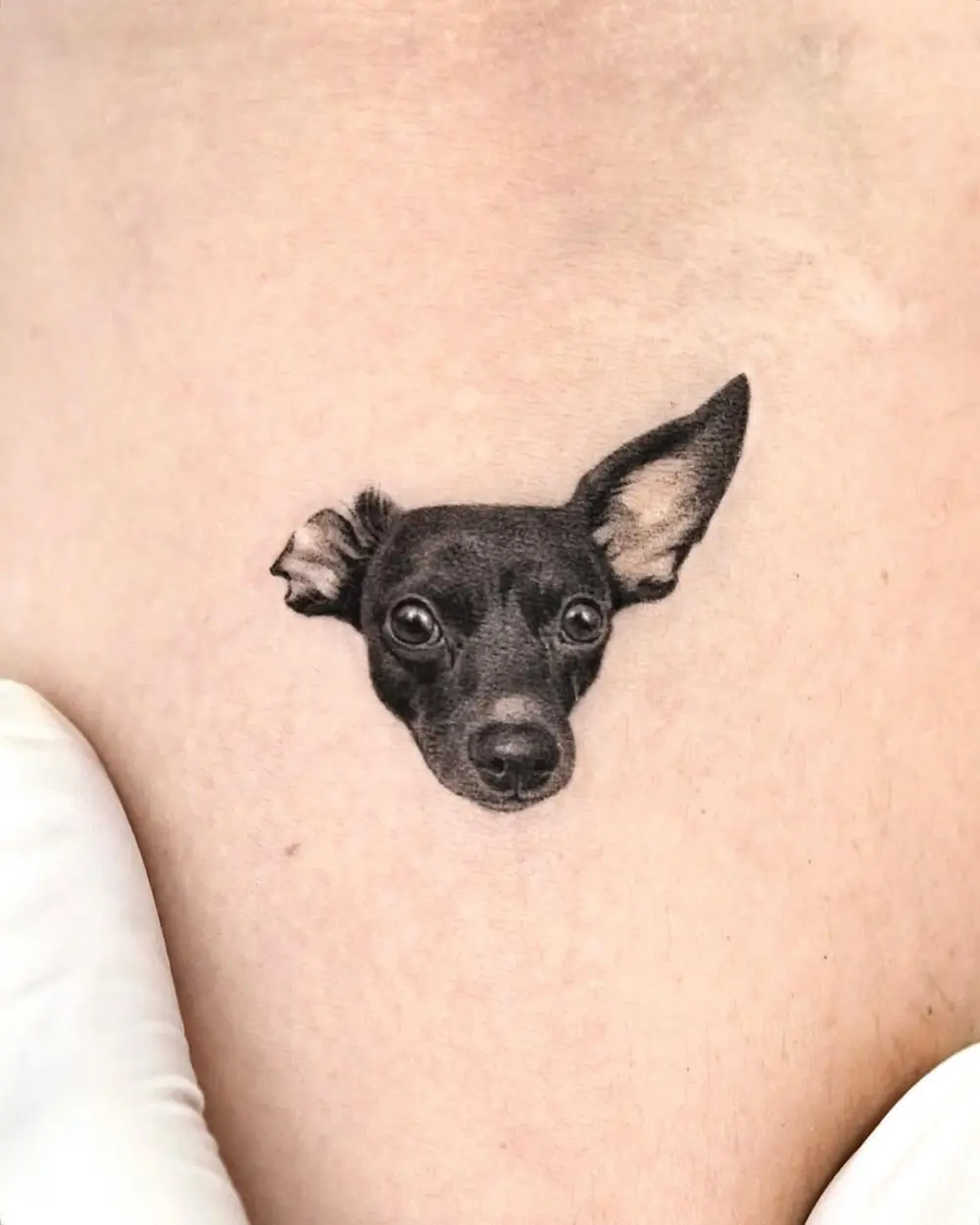 Animal