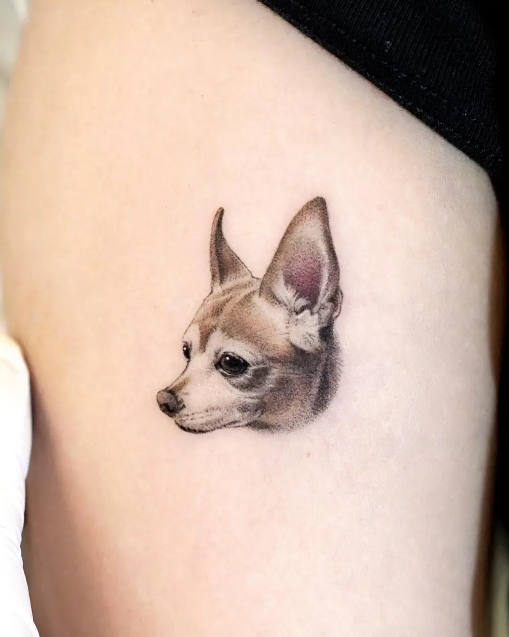 Animal