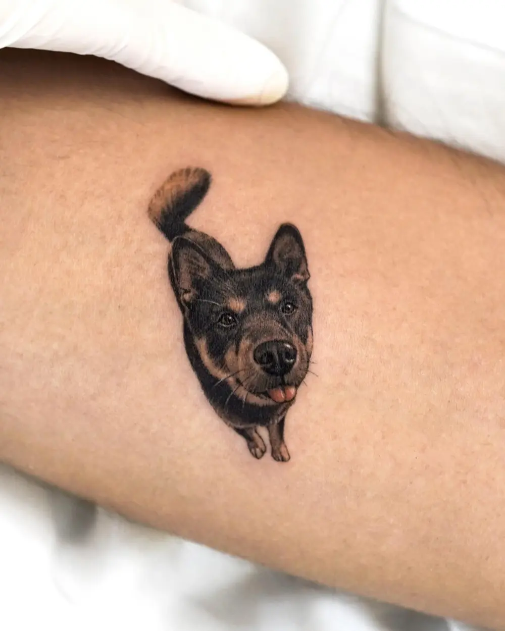 Animal