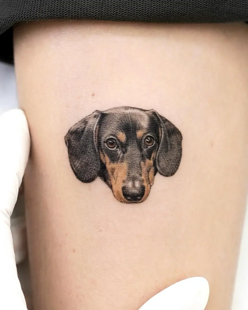 Animal