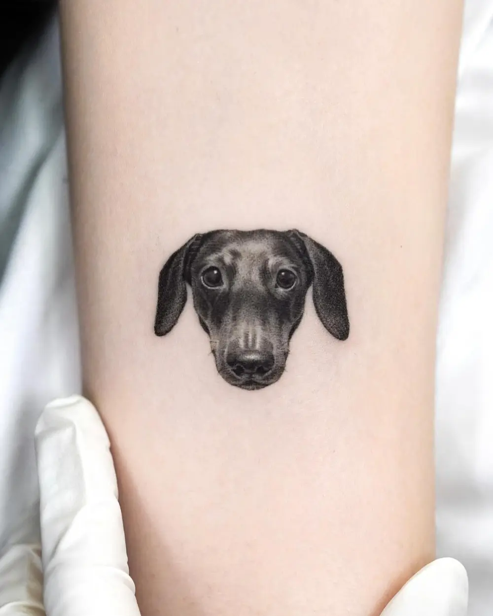 Animal