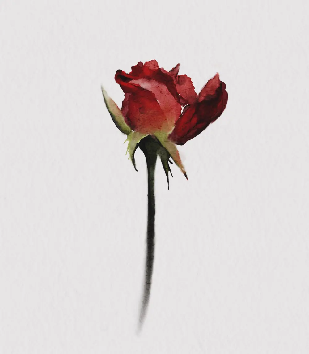 Flower, Rose