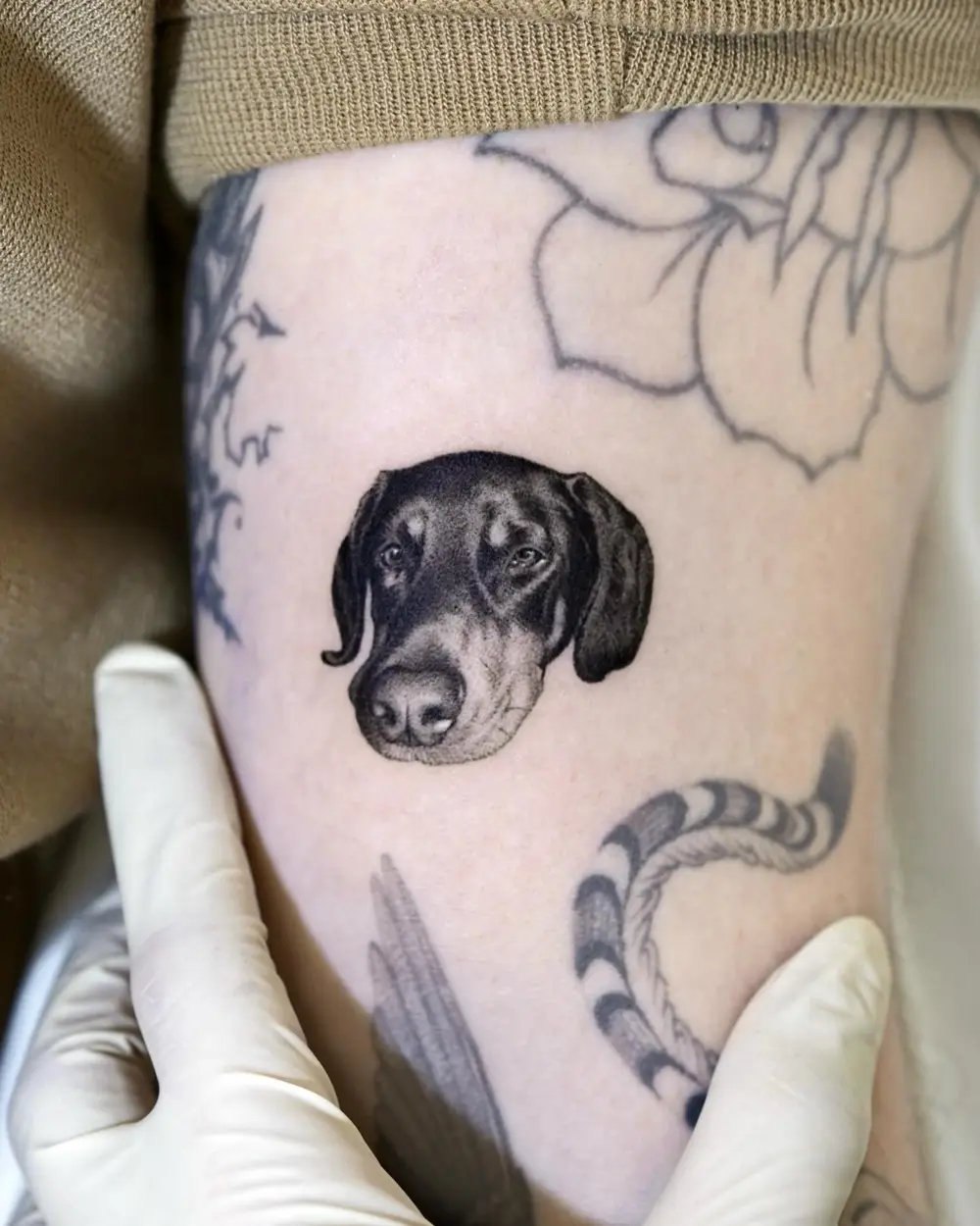 Animal