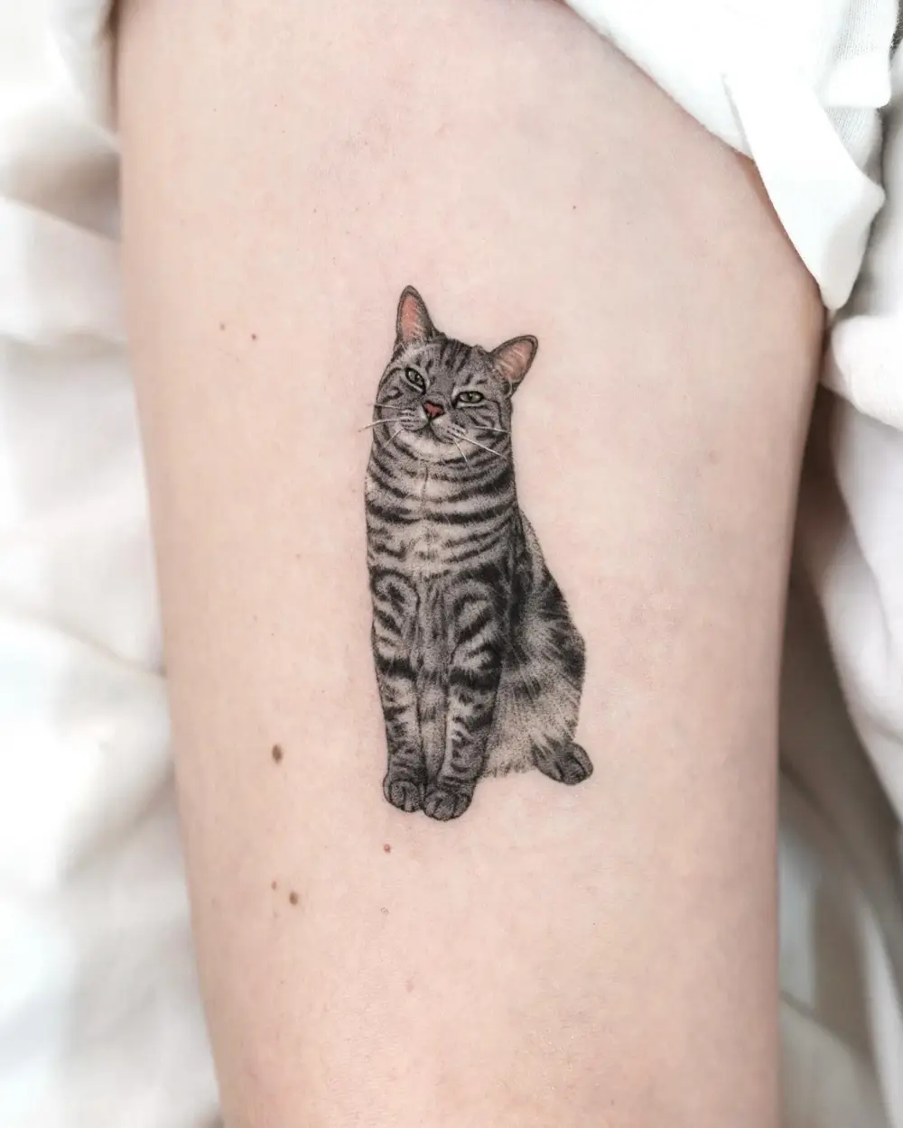 Animal