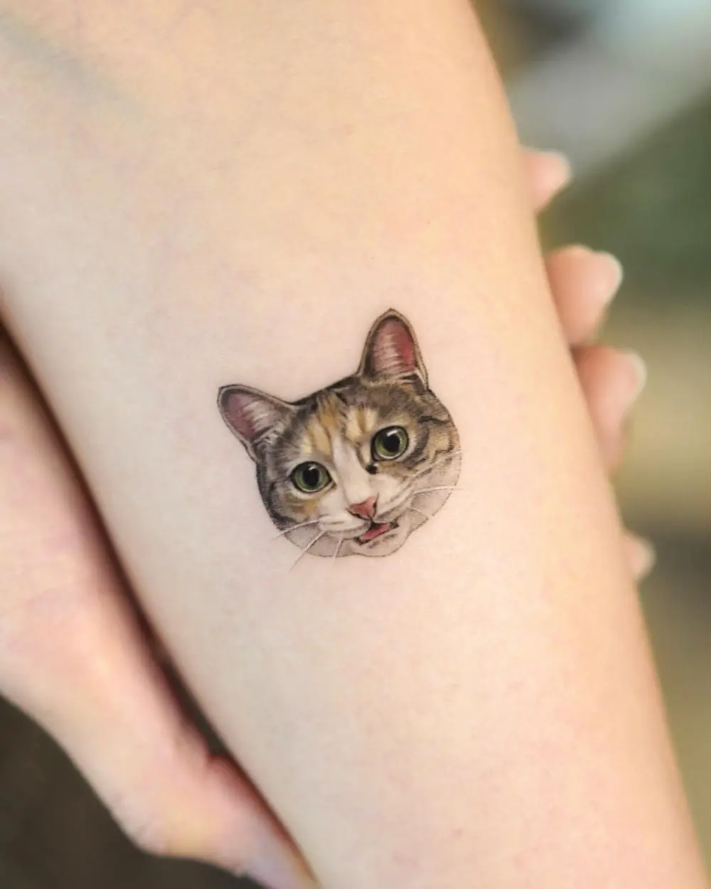 Animal