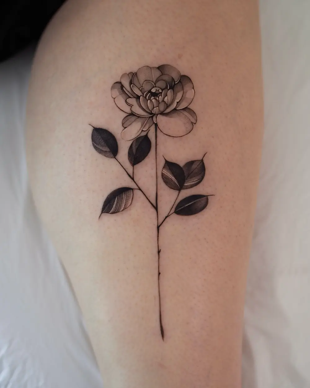 Flower, Rose