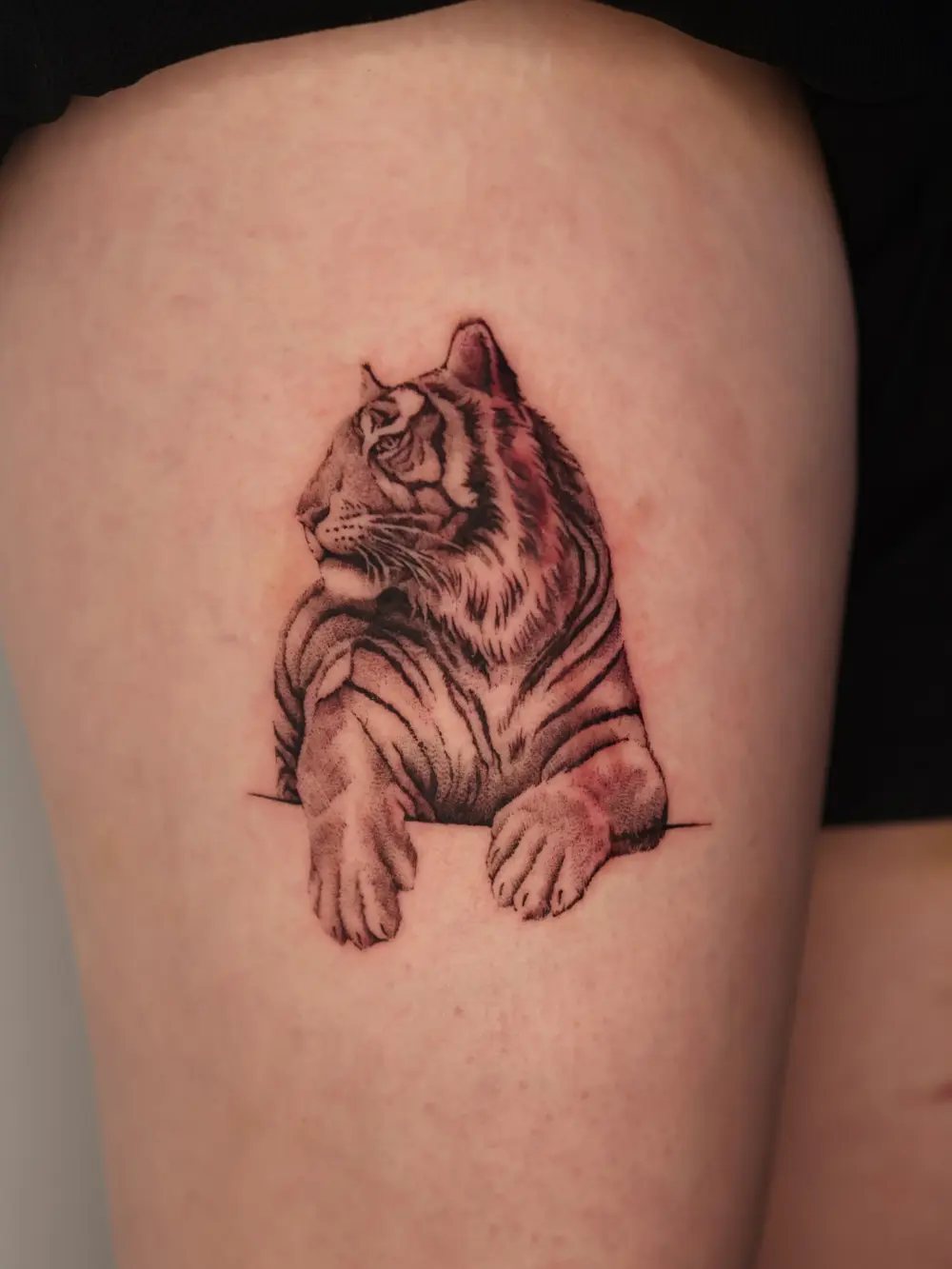 Tiger, Animal