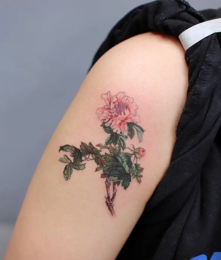 Flower, Rose, Nature
