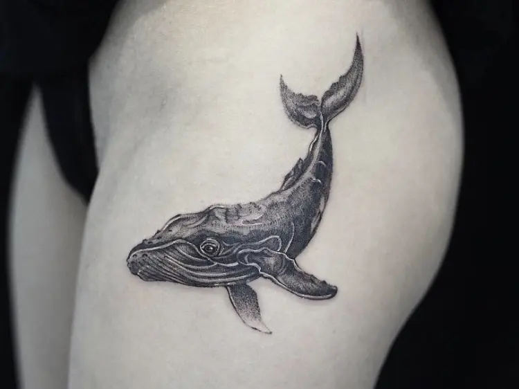 Animal, Nature