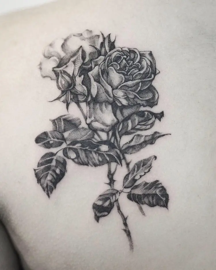 Flower, Rose, Nature