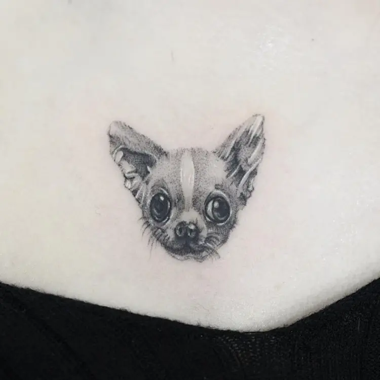 Animal
