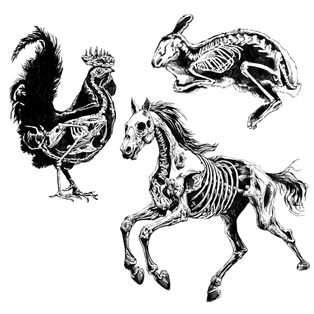Animal, Dragon
