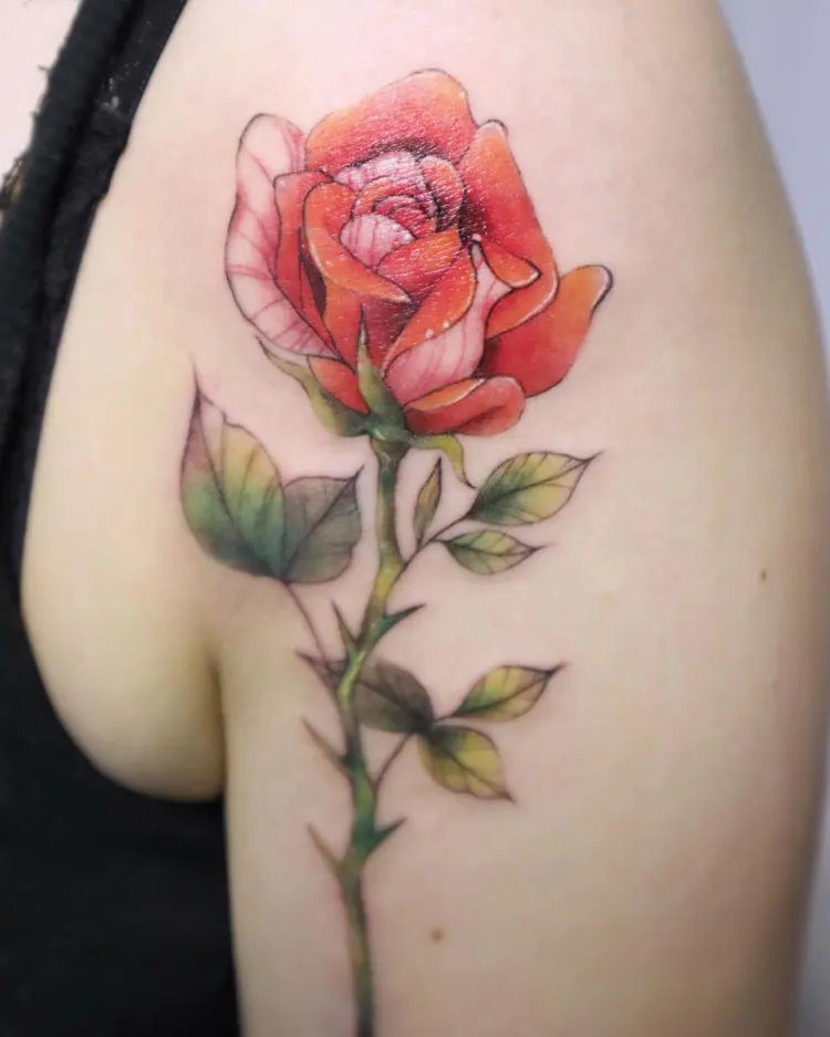 Rose, Flower, Nature