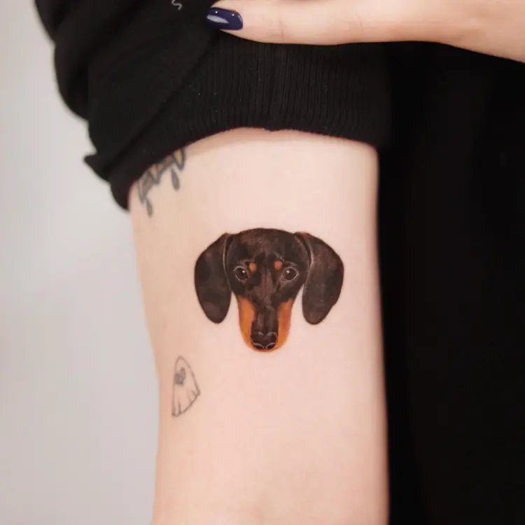 Animal