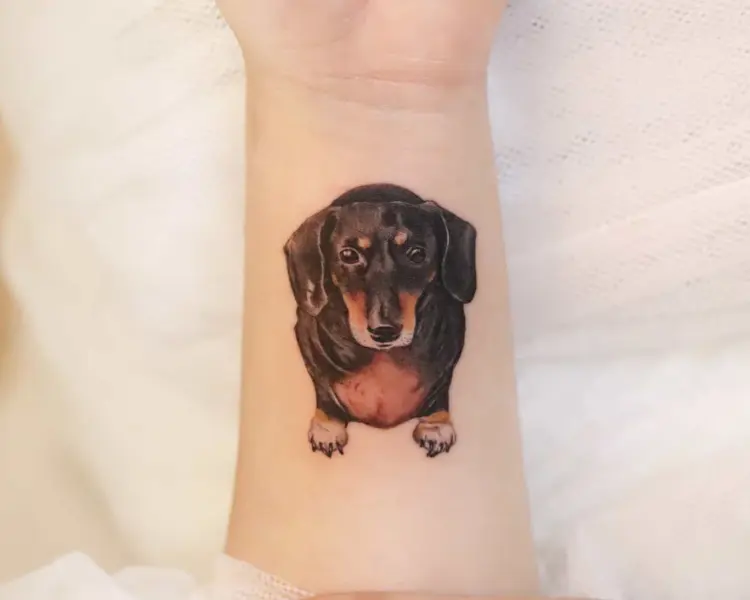 Animal