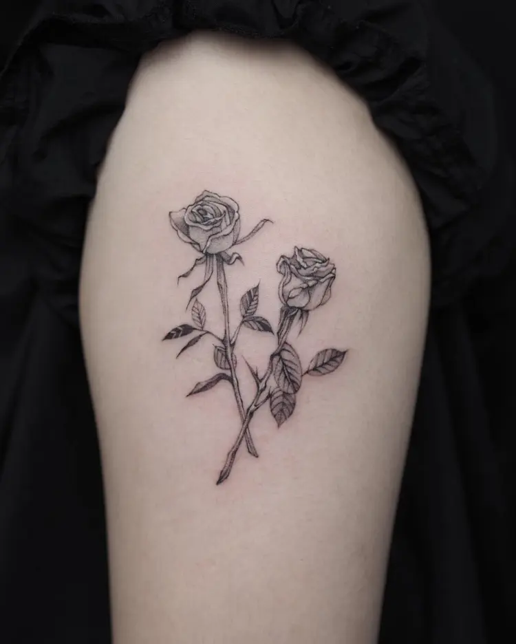 Flower, Rose, Nature