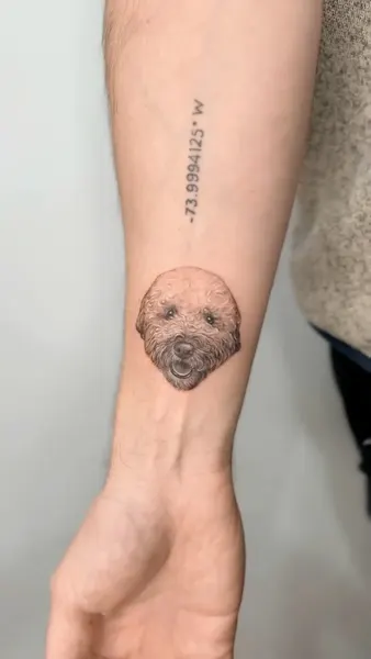 Animal, 나무늘보