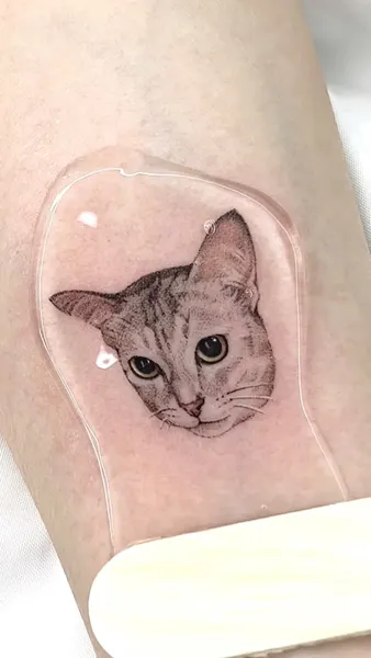 고양이