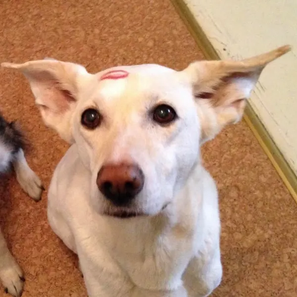 tattooist_yammy